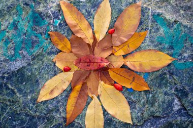 Sarı sonbahar yaprakları bir taşın üzerinde düzenlenir..