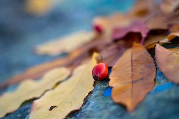 Foglie Autunno Gialle Disposte Una Composizione Una Pietra — Foto Stock