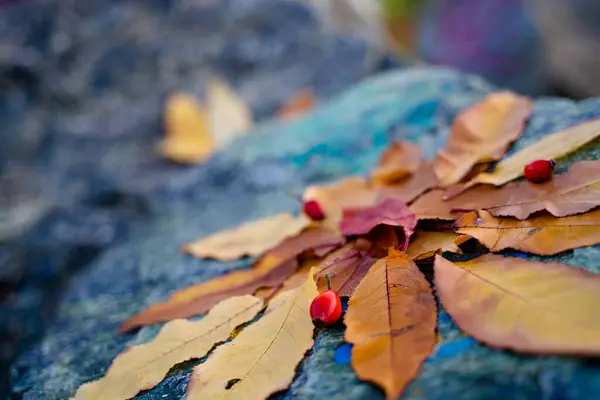 秋天的黄叶排列在一块石头上的构图上 — 图库照片