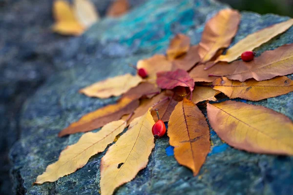 Foglie Autunno Gialle Disposte Una Composizione Una Pietra — Foto Stock