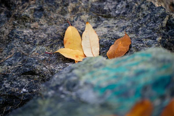 Žluté Podzimní Listy Uspořádané Složení Kameni — Stock fotografie