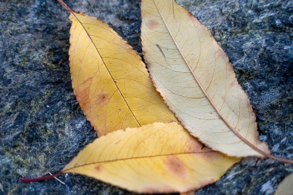 Žluté Podzimní Listy Uspořádané Složení Kameni — Stock fotografie