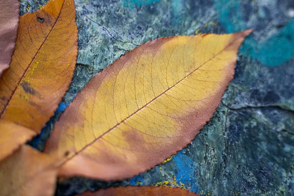 Geel Herfstblad Gerangschikt Een Compositie Een Steen — Stockfoto