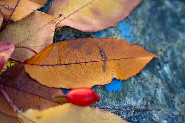 Foglie Autunno Gialle Disposte Una Composizione Una Pietra — Foto Stock