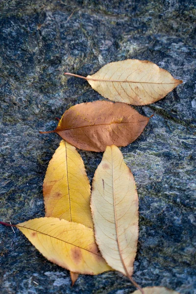 Folhas Outono Amarelas Dispostas Uma Composição Uma Pedra — Fotografia de Stock