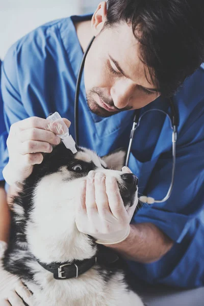 Jovem branco barbudo veterinário em azul manto gotejamento gota — Fotografia de Stock