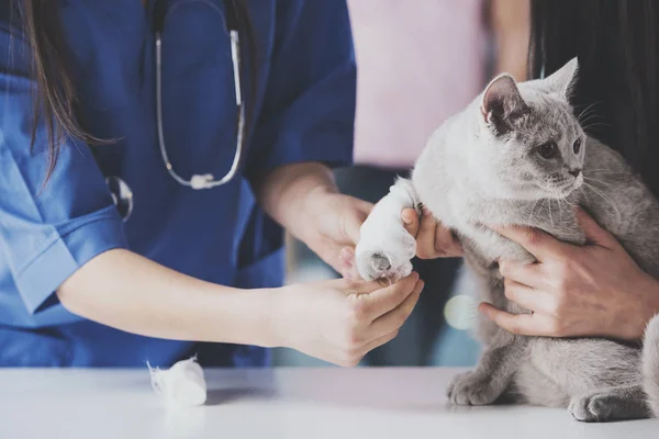 Vrouwelijke dierenarts pleisters kat poot met pleister — Stockfoto