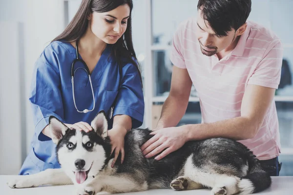 Jonge kerel bracht Siberische husky voor inspectie — Stockfoto