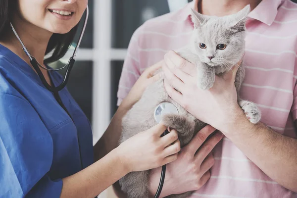 Close-up. Jonge man houdt kat in armen bij de receptie — Stockfoto