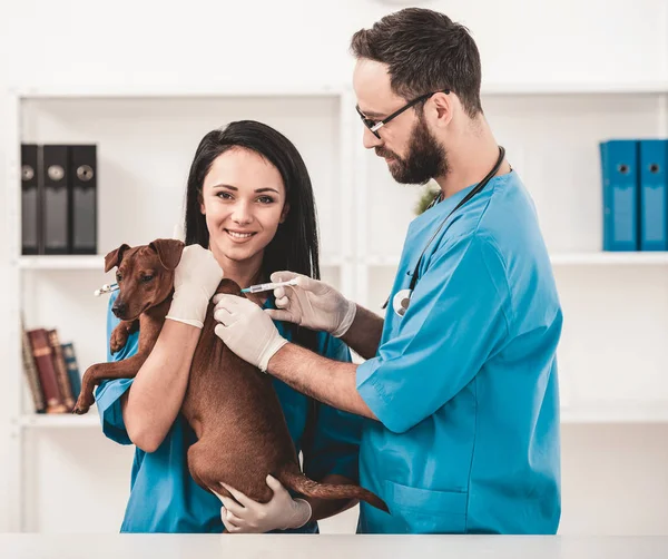 Veterinários jovens na clínica veterinária fazer injeção — Fotografia de Stock