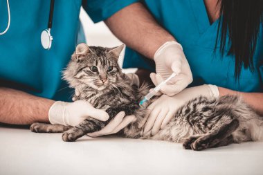 Yakın çekim. Genç veteriner Veteriner Kliniği