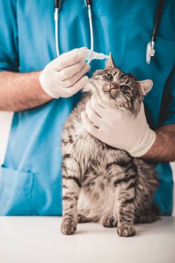 Yakın çekim. Genç veteriner veteriner erkekte sakallı