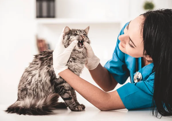 Young veterinarian woman in vet clinic — Stock Photo, Image