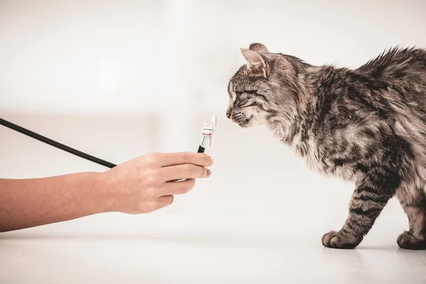 Yakın çekim. Güzel güzel kedi Veteriner Kliniği — Stok fotoğraf