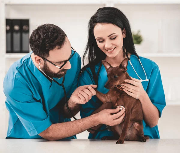 Young veterinarians in vet clinic — Stock Photo, Image