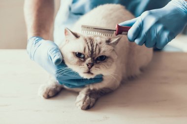 Erkek Doktor Veteriner Sevimli Gri Kedi'yi Muayene Ediyor. Veteriner Doktor Sevimli Güzel Kedi Check Up yapıyor. Veteriner Kavramı. Veteriner Kliniği Konsepti.