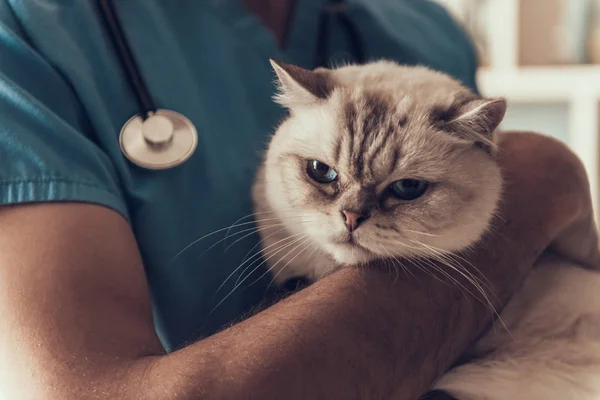 귀여운 고양이를 수의사 수의사가 수의사 클리닉에서 귀여운 고양이를 미소짓고 있습니다 — 스톡 사진
