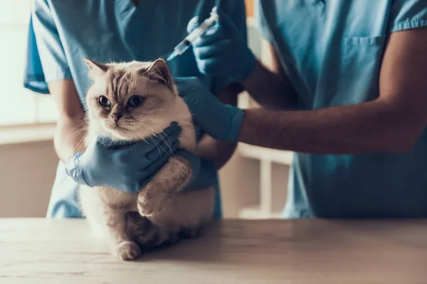 Médico Veterinario Examinando Gato Gris Lindo Médico Veterinario Está Haciendo —  Fotos de Stock