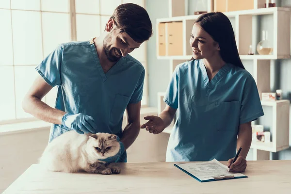 Médico Veterinario Examinando Gato Gris Lindo Médico Veterinario Está Haciendo — Foto de Stock