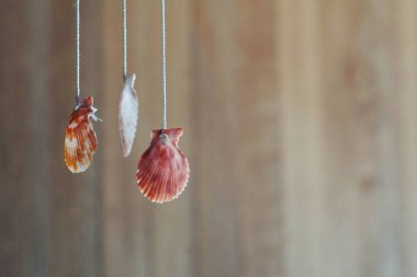 Turuncu kabuk şekilli pencere dekorasyonu