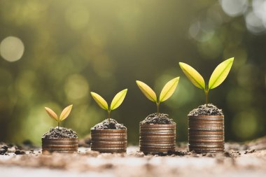 Madeni paraların üzerinde fidanlar büyüyor. Finansal büyümeyi düşünüyorlar..