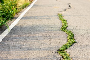 Bozuk asfalt yol ve çatlaklarda ağaçlar büyüyor, kırsal yollardaki trafik bozuluyor..