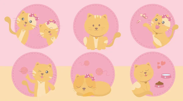 6 kedinin de yaşam tarzı. Tatillerde oyuncaklar, yemek ve uyumak vardır. Vektör illüstrasyon düz tasarım tarzı.Birçok aksesuarlı evcil hayvan dükkanı poster tasarımı