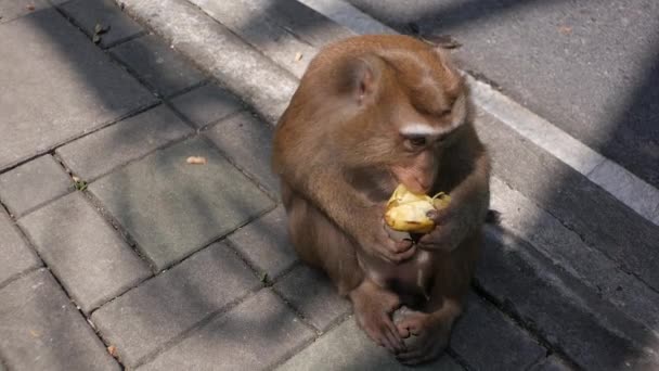 Apan skalar och äter banan. Hur man skalar bananer. Apan på gatan. — Stockvideo