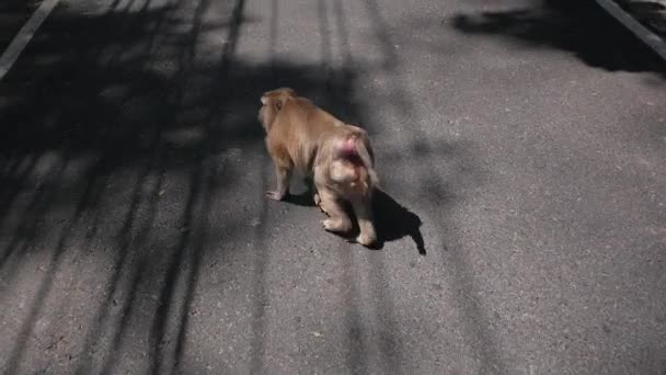 Le singe marche le long de la route asphaltée. La faune dans la ville. Jungle de pierre