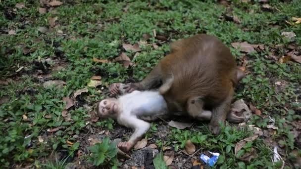 Una familia de monos. El mono atrapa pulgas de su cachorro. Monos pulgas cada uno — Vídeo de stock