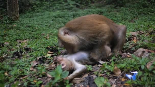 Семья обезьян. Обезьяна ловит блох от своего детёныша. Обезьяны летают каждый — стоковое видео