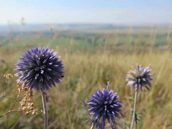 Çayırdaki devedikeni