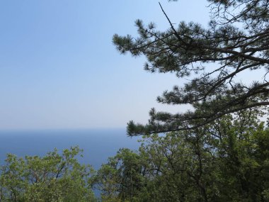 Sahilde çam ağacı