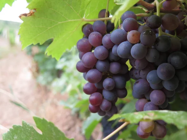 Sarmaşıkta kırmızı üzüm