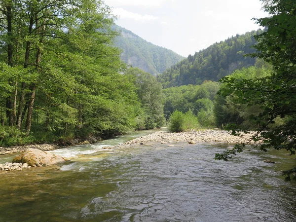 Ormandaki dağ nehri