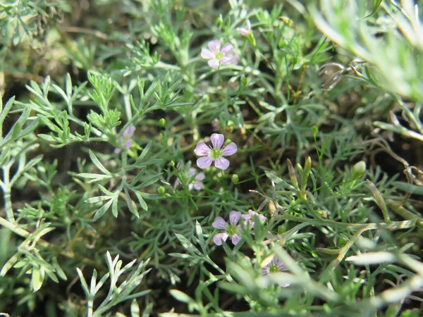 Ormanda yabani çiçekler