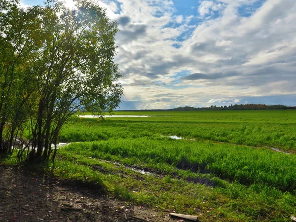 yeşil tarla ve mavi gökyüzü