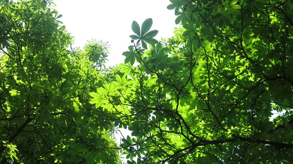 Ormanda yeşil yapraklar