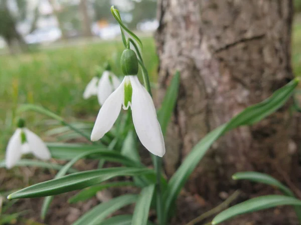 Ormanda kartopu çiçekleri