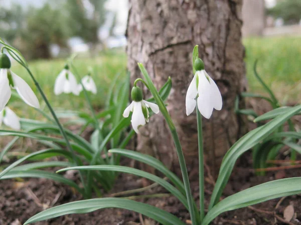 İlkbaharda kardamlası çiçeği