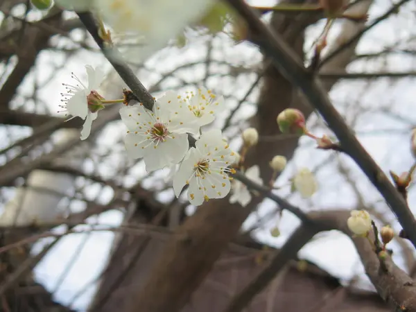 İlkbaharda kiraz çiçeği