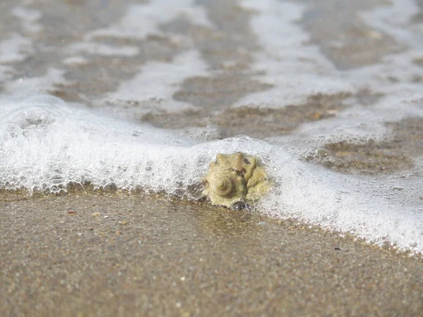 Sahilde deniz kabuğu