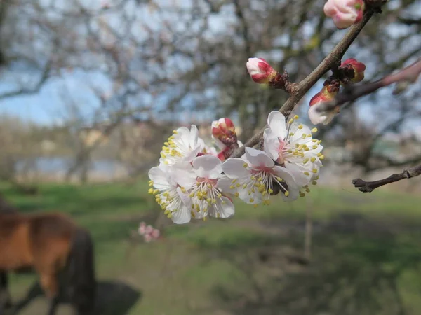 Çiçek açan kiraz ağacı
