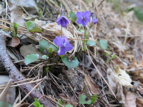 Ormanda ilkbahar çiçekleri
