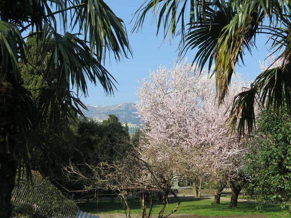 Parktaki palmiye ağaçları