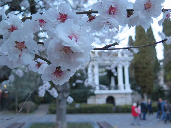 İlkbaharda kiraz çiçeği