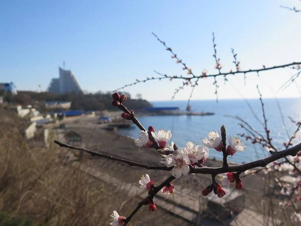 Çitteki güvercinler