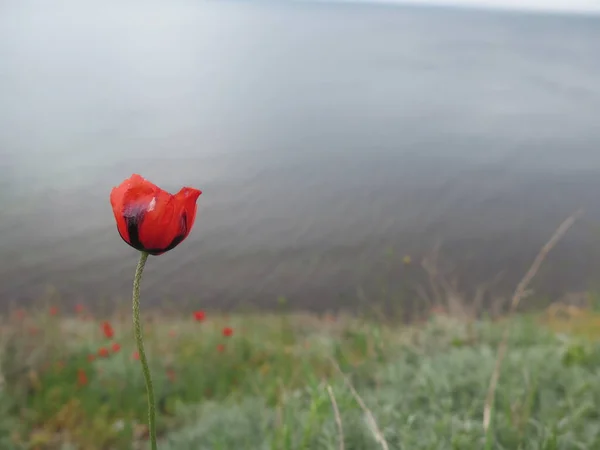 Kırmızı gelincikler tarlada