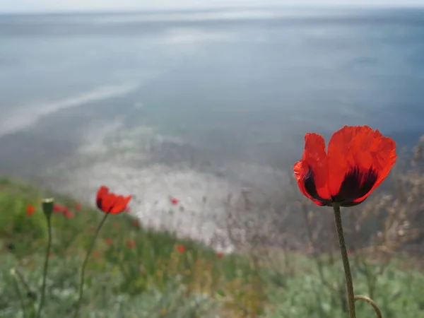 kırmızı gelincik çiçekleri ve deniz
