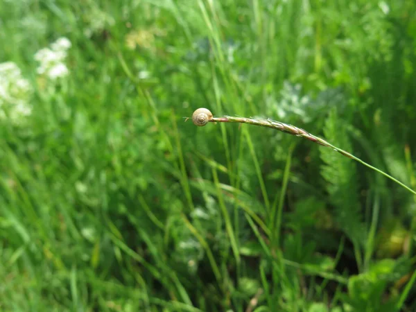 yeşil arka planda yeşil çimenler